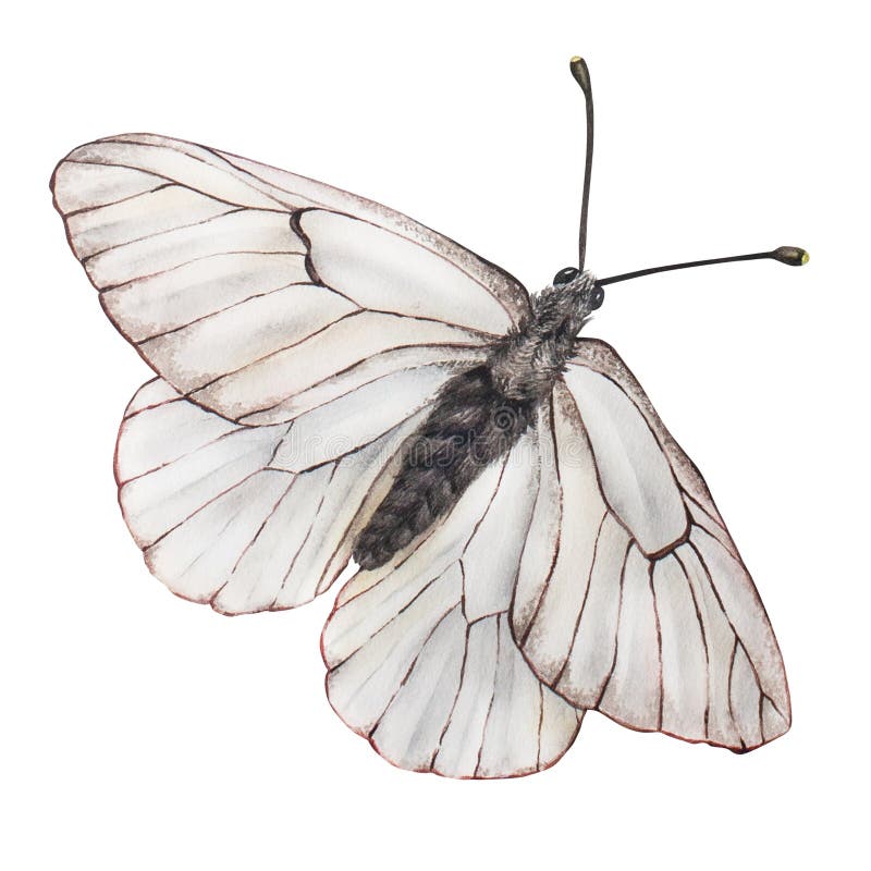 White butterfly with black stripes. Watercolor illustration. Insect hawthorn with spread wings. Close-up in flight. Hand