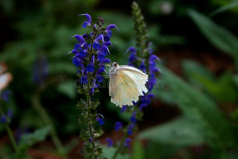 Butterfly on blue flower stock image. Image of wing, season 56134677