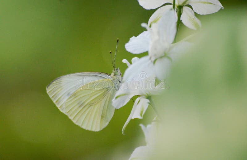 White Butterfly on a White Flower Stock Photo Image of plant, butterfly 259857046