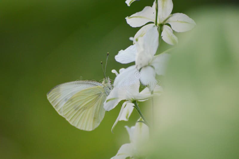 White Butterfly on a White Flower Stock Photo Image of macro, wings 259857056