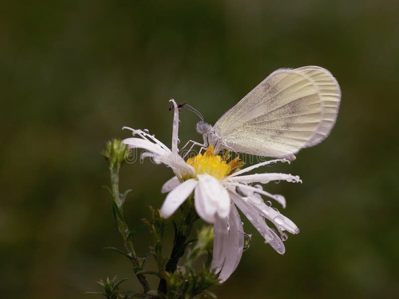 White butterfly stock image. Image of meadow, flower 59289531