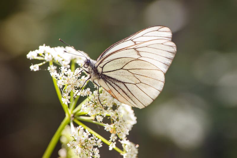 White Butterfly on the Flower Stock Photo Image of flora, leaves 176698778