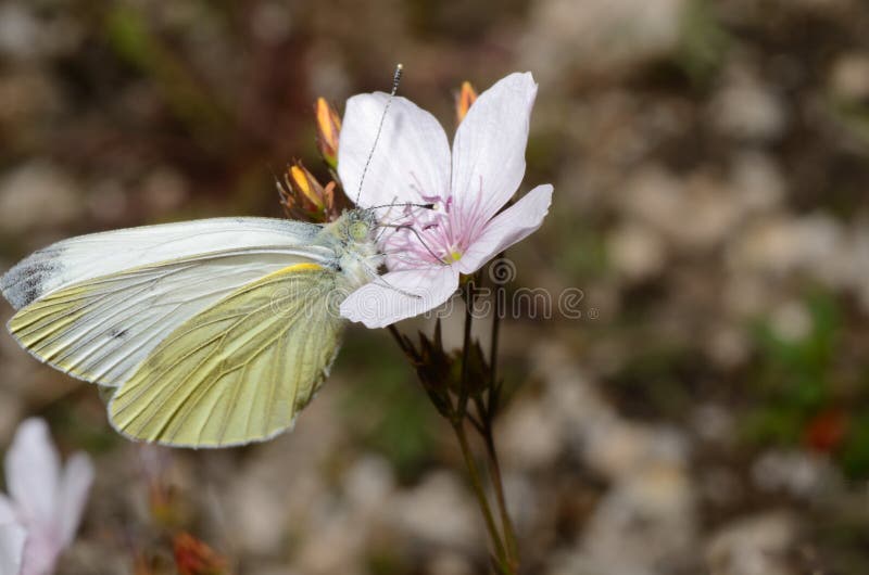White Butterfly on a Flower Stock Photo Image of garden, colorful 35436032