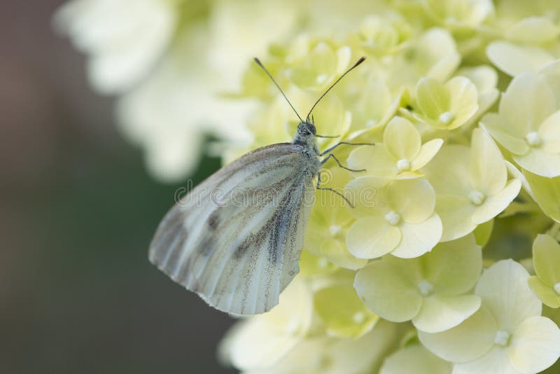 White Butterfly on a Flower Stock Photo Image of animal, nature 99947660