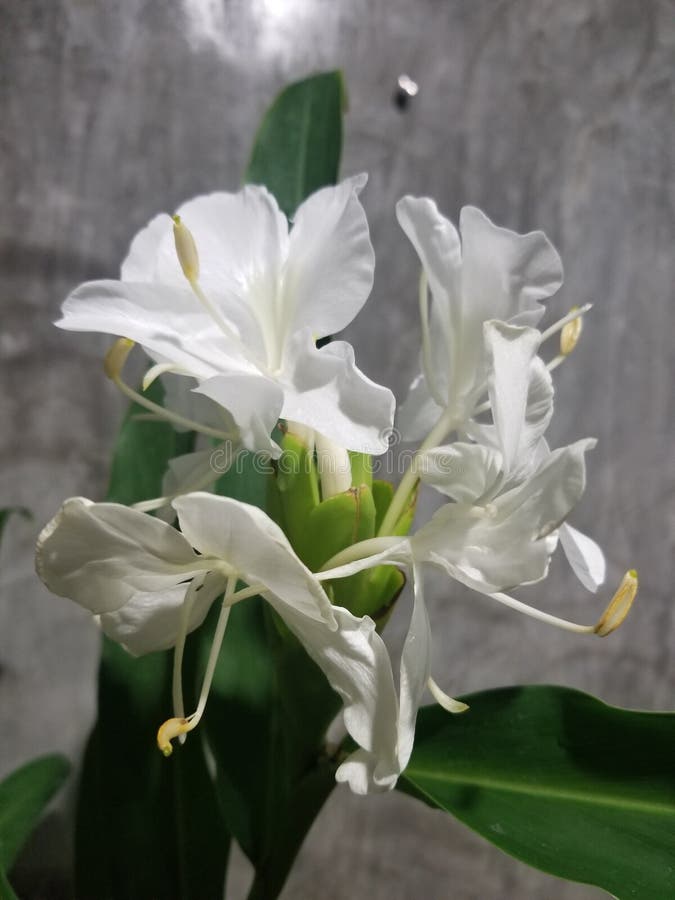 WHITE BUTTERFLY GINGER Hedychium Coronarium Fragant Hedychium