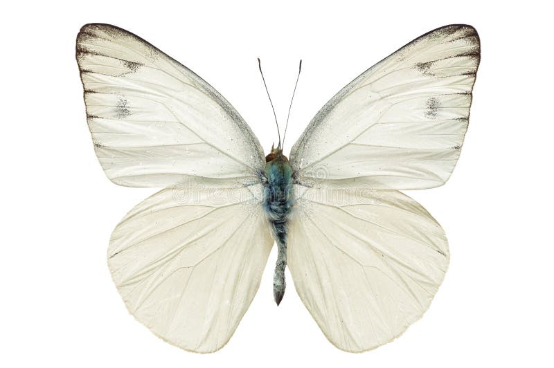 White butterfly isolated on white background