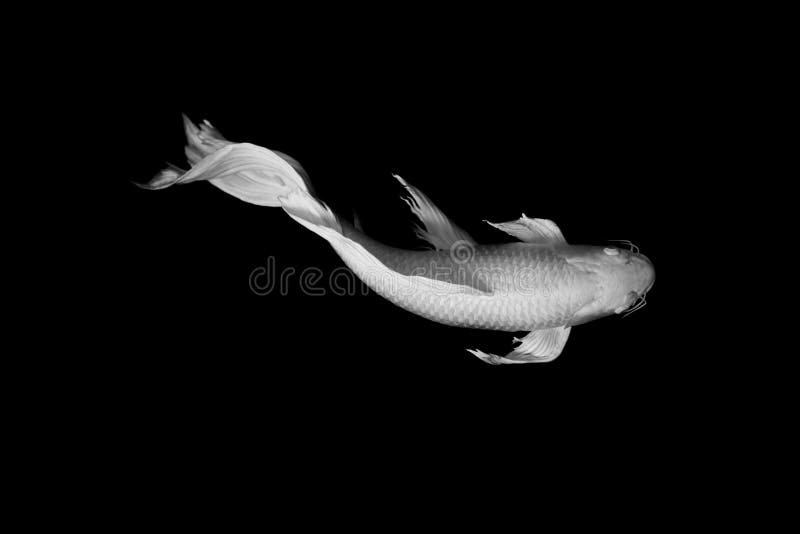 White Butterfly Koi Fish on Black Background Zen Art Stock Image - Image of  carp, wallpaper: 102375701