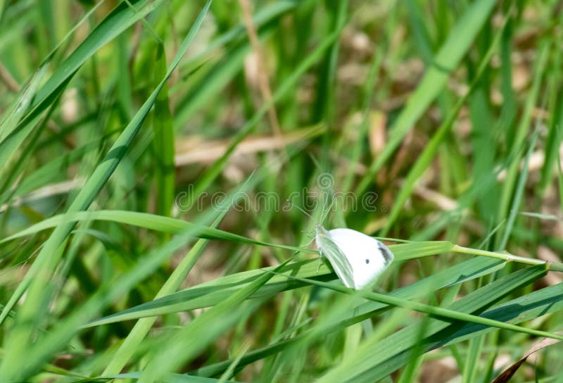 White Butterfly Landed on Grass Stock Image Image of landed, grass