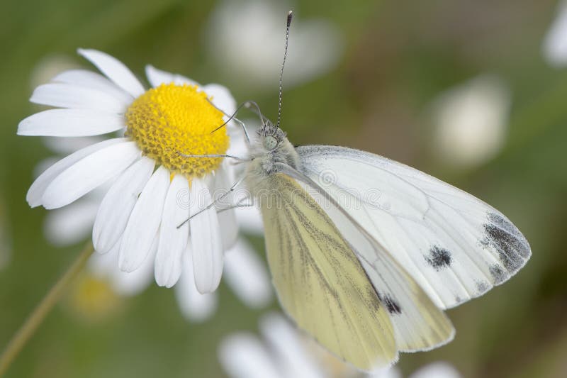 White butterfly pieris brassicae