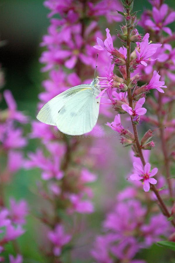 White butterfly on pink flowers