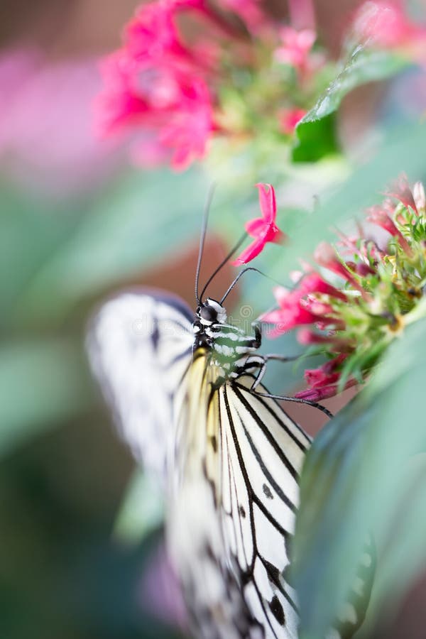 White butterfly on plants stock image. Image of flight 68215173