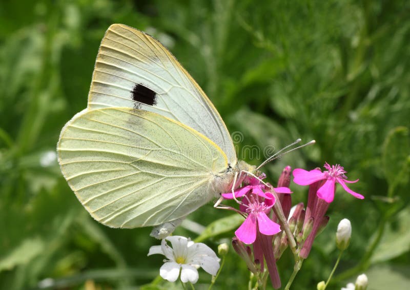 Cabbage White Butterfly On Lavender Plant Stock Photo Image of macro