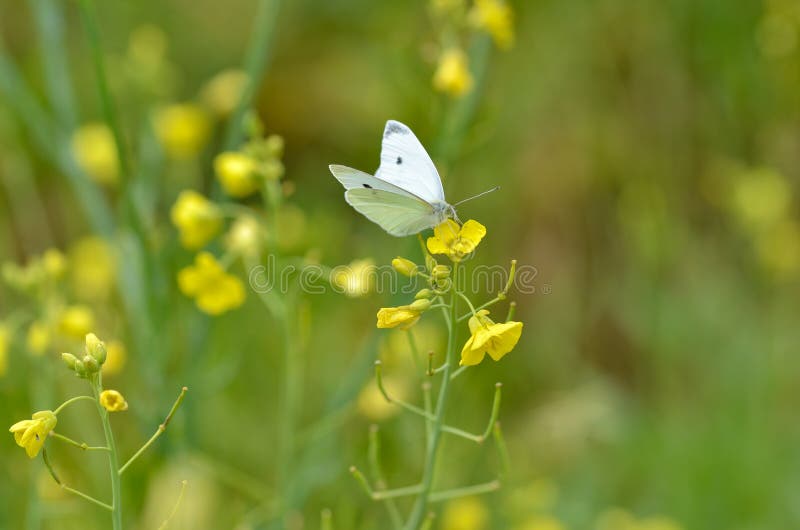 White Cabbage Butterfly is Resting on the Yellow Flower Stock Image