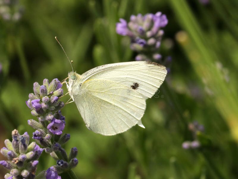 White Cabbage Butterfly stock image. Image of butterfly 70886943