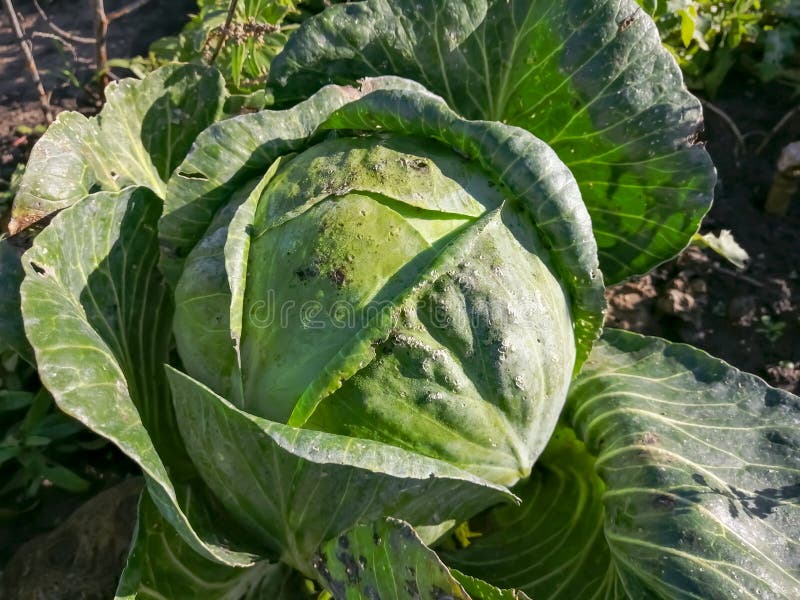 White Cabbage in the Garden is a Large Head. Beautiful Big Cabbage in