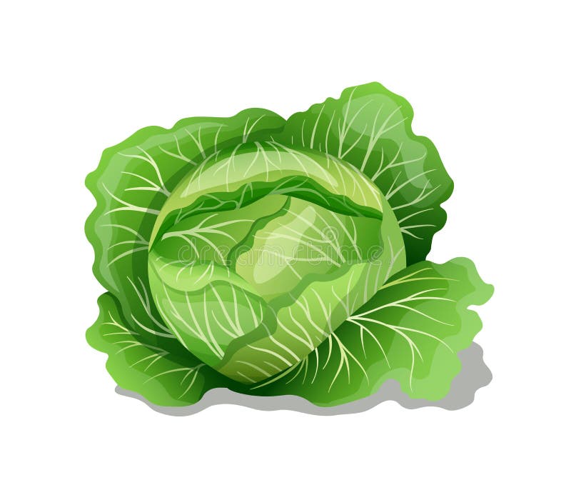 White Cabbage Engraved Sketch Stock Vector Illustration of leaf