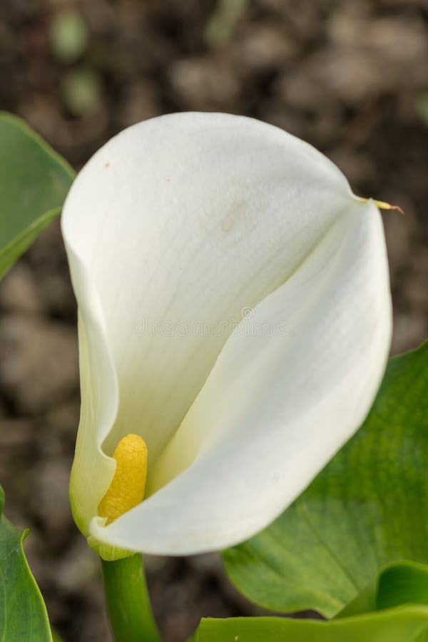 White Calla Flower in the Greenhouse Stock Image Image of present, lily 70612631