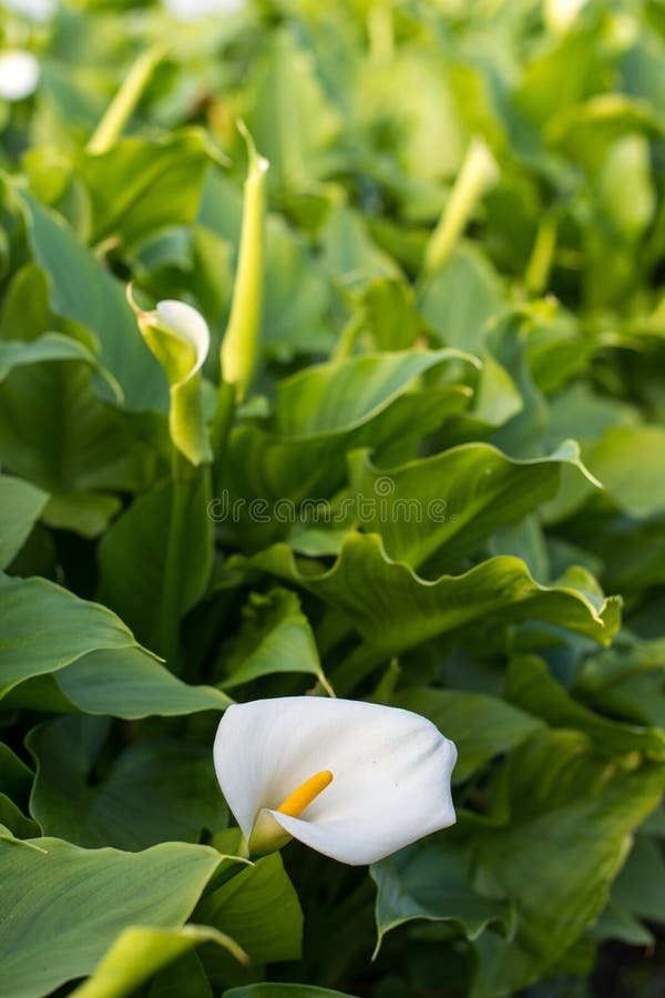 White Calla Flower in the Greenhouse with Green Leafs in the Background Stock Image Image of