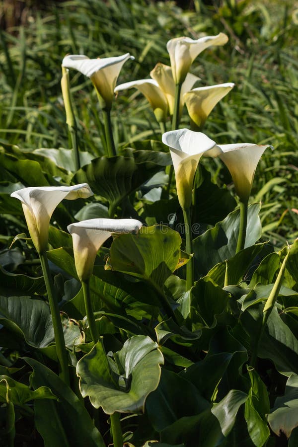 White calla lilies stock photo. Image of white, leaf 43818528