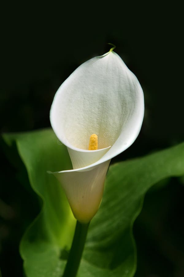 White calla lilies stock image. Image of plant, petal 67438515