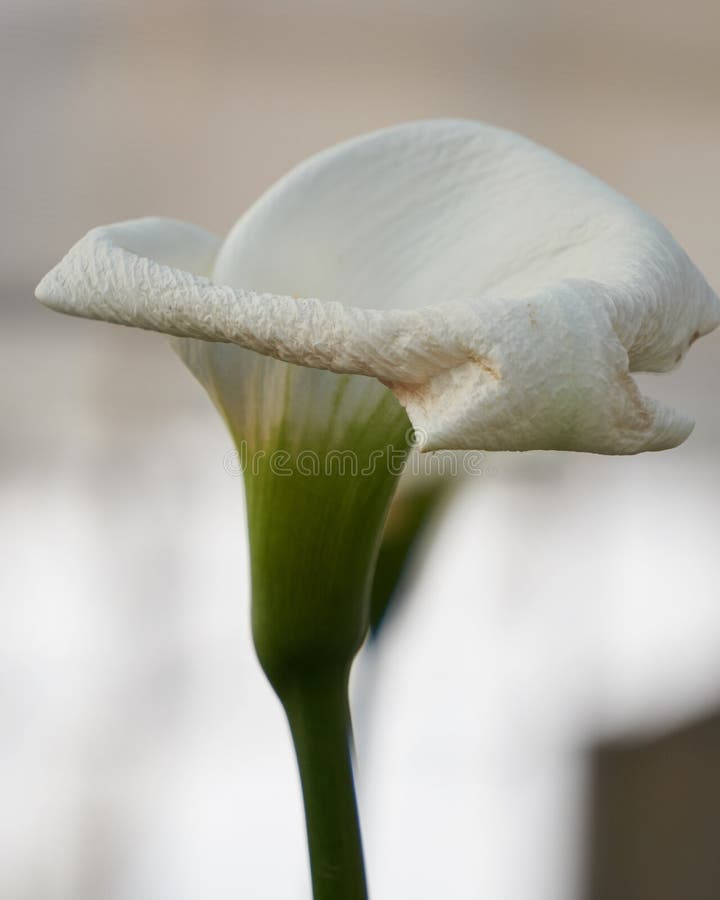 White calla lily in bloom stock image. Image of bloom - 88979691