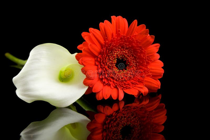 White Calla and red Gerber flowers