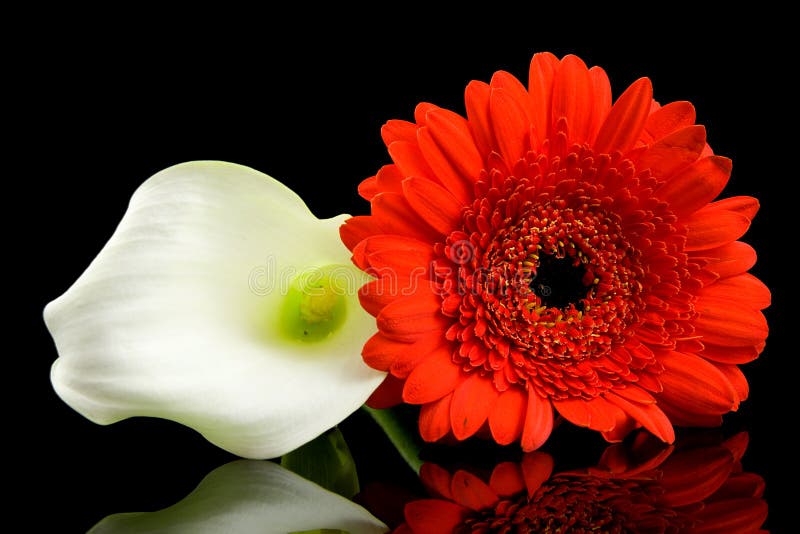 White Calla and red Gerber flowers