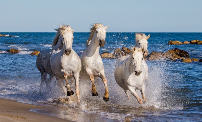 White Camargue Horses galloping along the sea beach. Parc Regional de Camargue. France. Provence. An excellent illustration