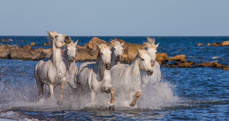 White Camargue Horses galloping along the sea beach. Parc Regional de Camargue. France. Provence. An excellent illustration