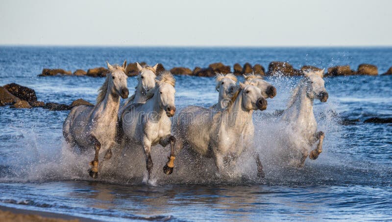 White Camargue Horses galloping along the sea beach. Parc Regional de Camargue. France. Provence. An excellent illustration