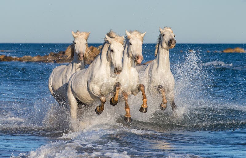 White Camargue horses galloping on blue water of the sea. France. White Camargue horses galloping on blue water of the sea. France.