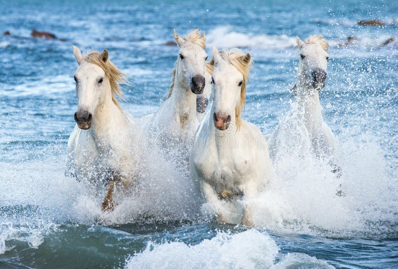 White Camargue horses galloping through blue water of the sea with splashes and foam. France.