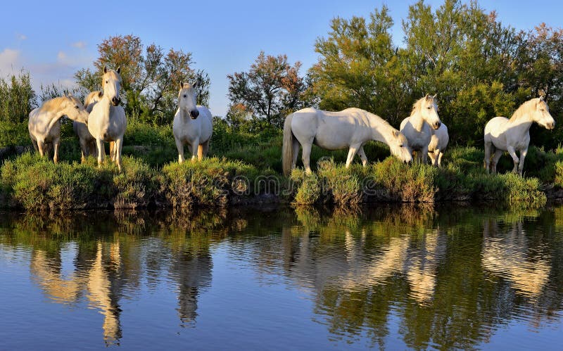White Camargue Horses stock photography White Camargue Horses stock photography