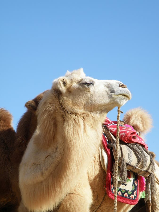 White camel stock photo. Image of hair, mammal, animal