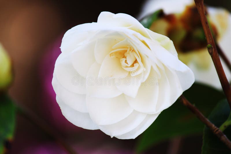 282 Pure White Camellia Flower Stock Photos Free & RoyaltyFree Stock