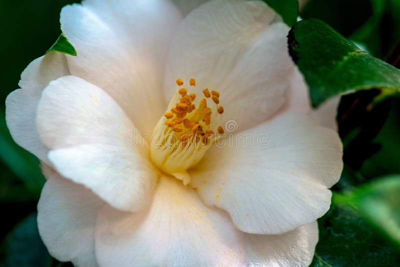 White Camellia Flower stock photo. Image of flowers, white 94686510