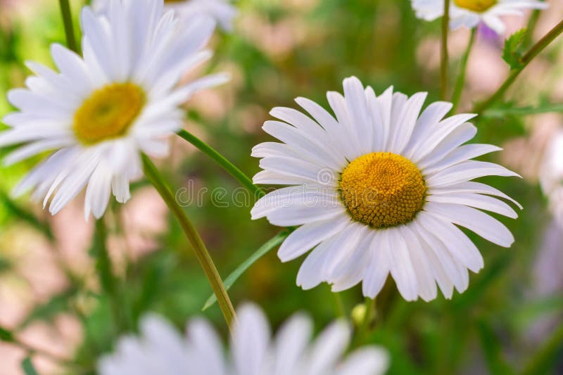 Spring And Summer Wallpaper With Green Grass And White Flowers Stock