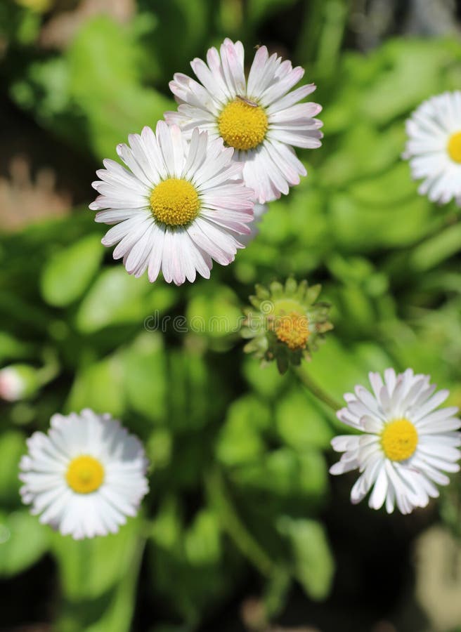 White camomiles three