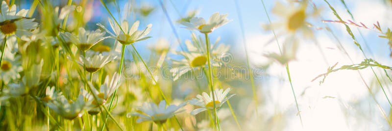 White camomiles against the blue sky. Summer panoramic background