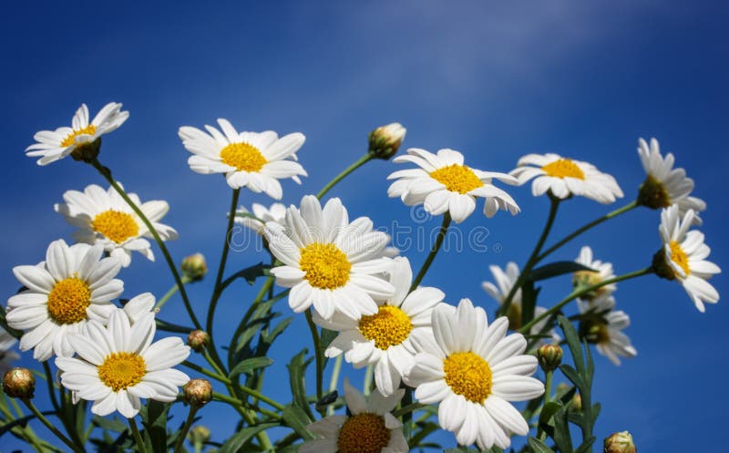 White camomiles on blue sky background