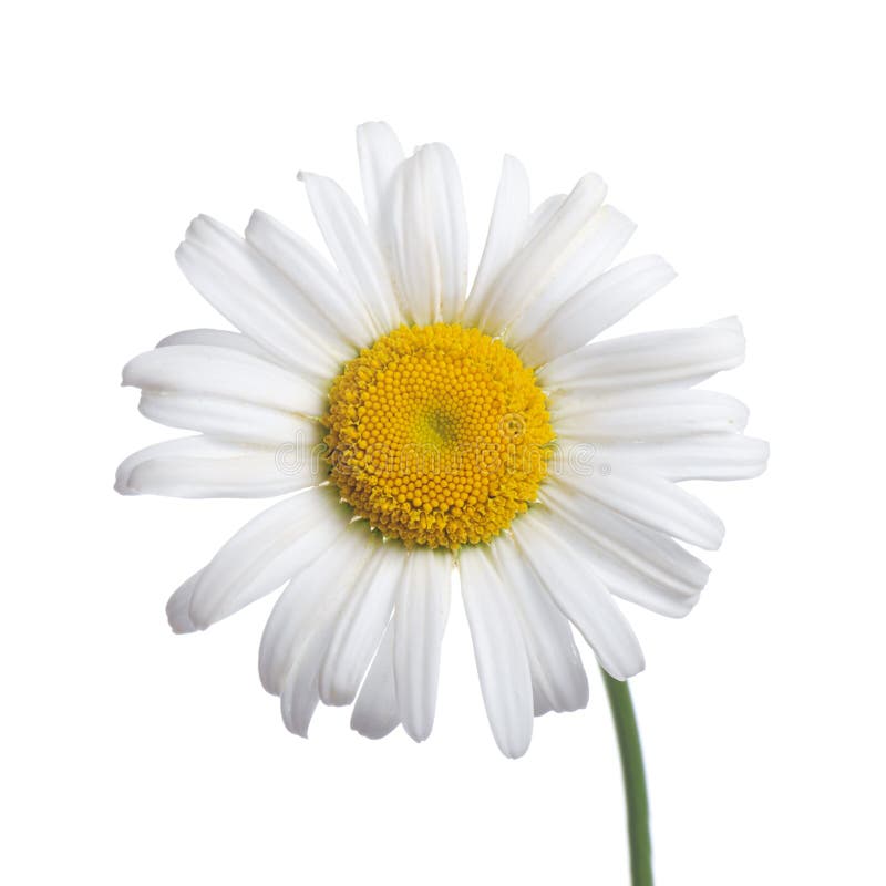 White camomiles isolated on a white