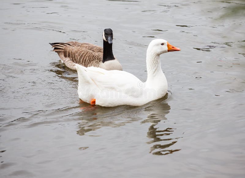 White and Canada Geese stock photo. Image of nature, pond 28648320