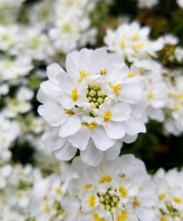 630 White Candytuft Stock Photos Free & RoyaltyFree Stock Photos