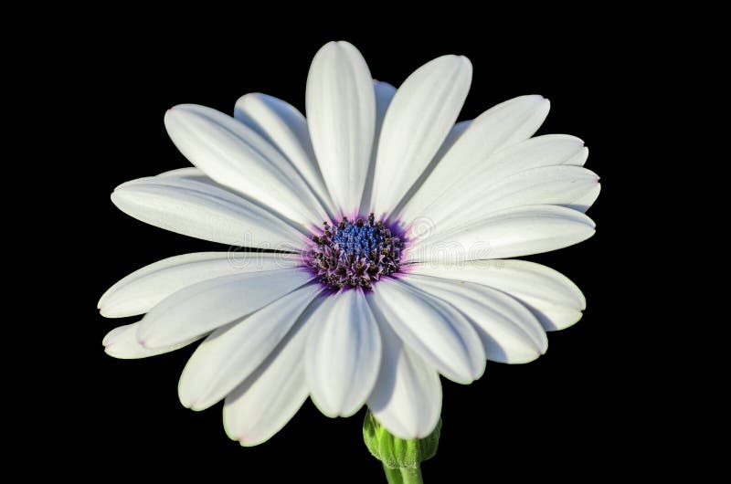 White cape daisy with purple center stock photos