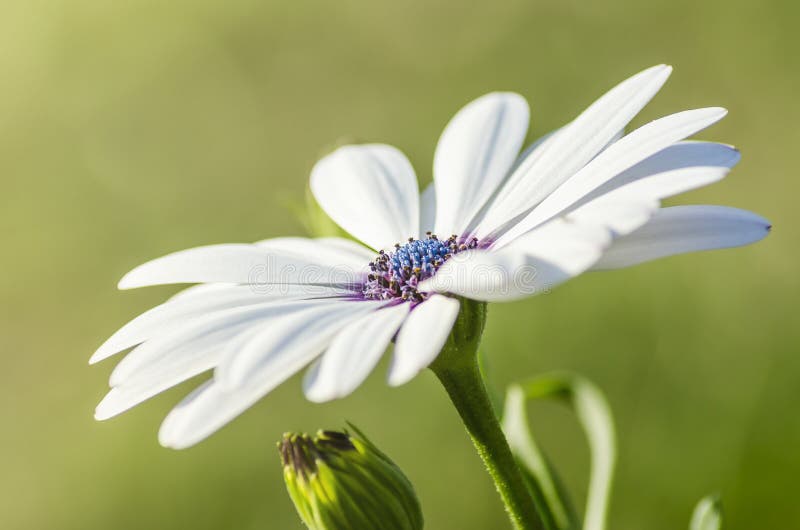 White cape daisy with purple center royalty free stock image