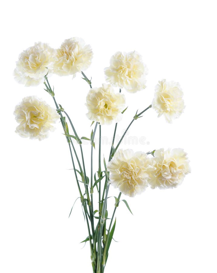 White carnation stock photo. Image of carnation, botany 19193198