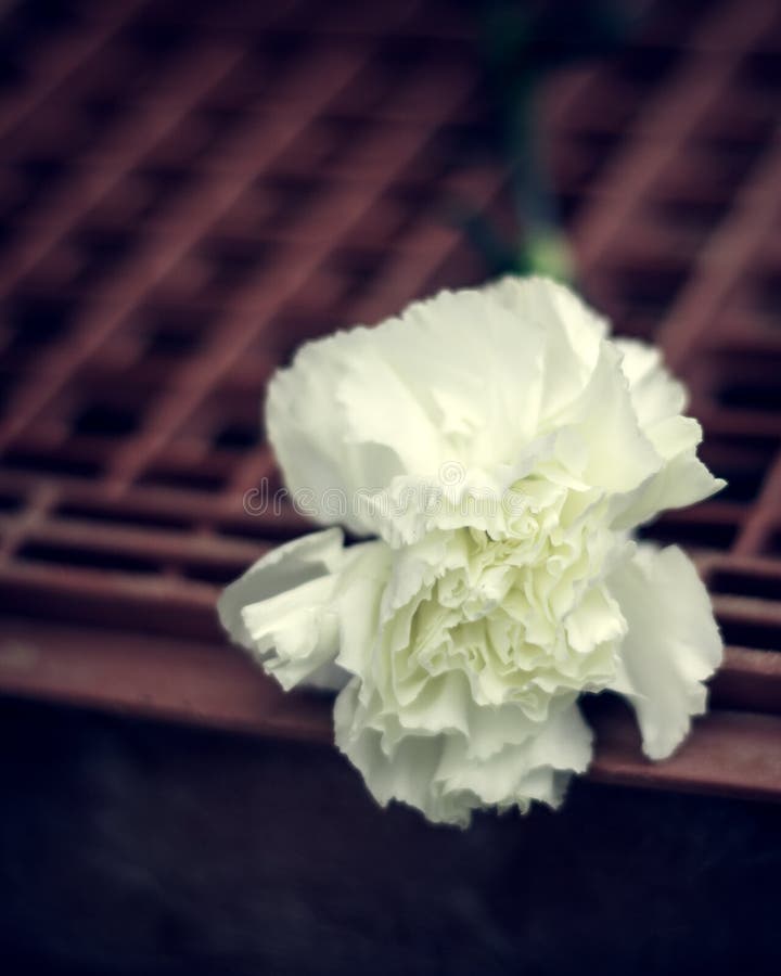 White Carnation stock image. Image of flower, life, petals 94675293