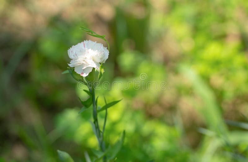 White Carnation Dianthus Caryophyllus Flower Blossoming on Blurred
