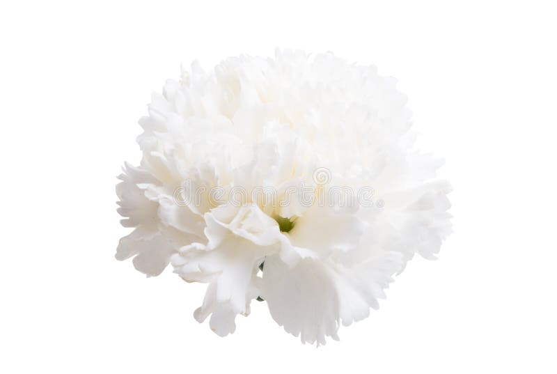 White carnation isolated stock image. Image of flower 114196823