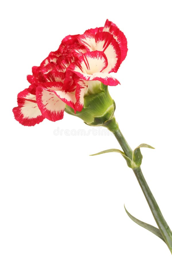 White Carnation with Red Edges of Petals Isolated on White Background ...